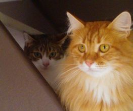 AUX CHATS DORMANTS image 2