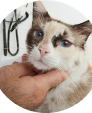 Saint Thomas Veterinary Center image 1