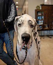 Wewoka Animal Hospital image 8