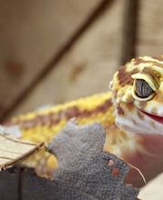 Zürcher Tierschutz Bild 5