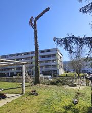 Baumdienst Isler GmbH Bild 2