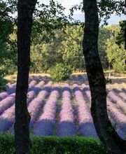 Coquillade Provence image 8