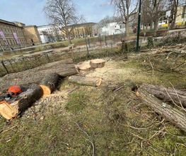 Treevarna Baumpflege München Bild 7