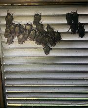 Critter Control image 13