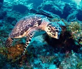 Jaguar Divers - Dive Shop in Playa del Carmen imagen 10