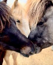 Leenhof Reitschule - Islandpferde Bild 5
