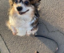 Hundeschule Thea Grothe Bild 2