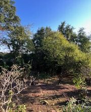 Grundstückspflege und Motorsägenkunst Colin Sand Bild 21