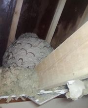 Chass'Eure De Frelons image 4