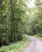 FriedWald Wiesenbach Bild 9
