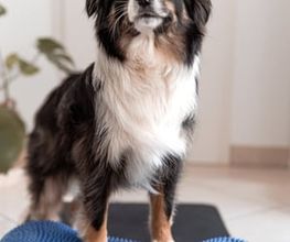 FITBUDDYS Tierheilpraxis & BARF-Shop Bild 8