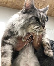 Armelle Toiletteuse Chiens Et Chats image 8