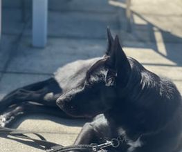Focus Dogs Hundeschule KlG Bild 12