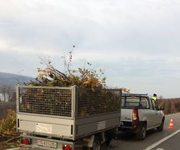 Pfister Obstbaum- und Gartenpflege Bild 4