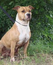 Clinique vétérinaire PK3 image 3