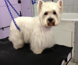 PRINCESS CANICHE image 5