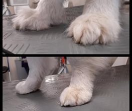 Hundesalon Farah Bild 6