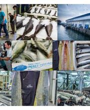 pescados-01-g.jpg