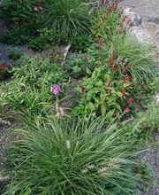 Gartenbau Meister AG Bild 1