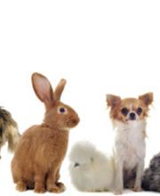 Tierarztpraxis Dr. Marina Frenk Fachtierärztin für Tierchirurgie Bild 3