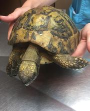 Clinique Vétérinaire du Docteur Clément image 7