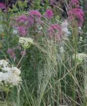 Wildpflanzengärtnerei Flora di Berna Bild 5