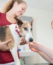 Kleintierpraxis Dr. med. vet. Barbara Rabeling Bild 6