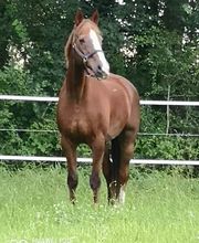 CENTRE SHENYU image 11