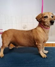 Aux Toutous Choyés image 15