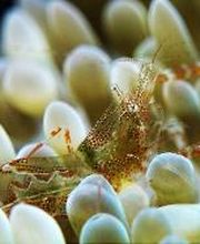 Jaguar Divers - Dive Shop in Playa del Carmen imagen 7