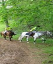 Les Cavaliers D'epona image 3