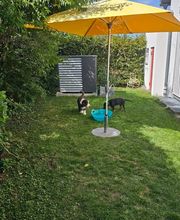 Miris Hundeschule Bild 7