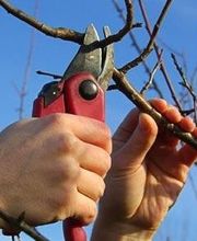 SEVE - Société Espaces Verts Élagage - Pierre CUNISSET image 6