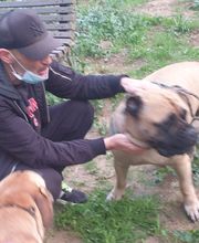 Adiestra2 / Adiestrador Canino en Barcelona y alrededores imagen 14