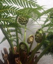PALMENSTADL Bild 8