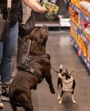 Tom&Co Douai image 9