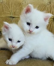 Allevamento Maine Coon Le Fate della Casa immagine 10