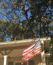 Southeast Tree image 13