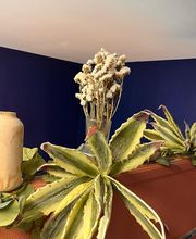 L'institut de Pauline image 13