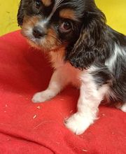 Manusset Sylvie image 4