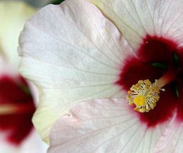 Espace Fleurs image 18