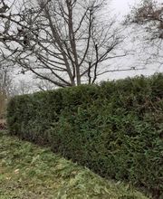 Artisan Elagueur David image 6