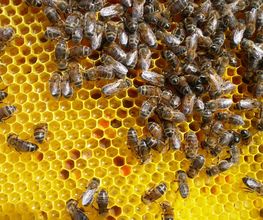 LA MAISON DES ABEILLES image 3