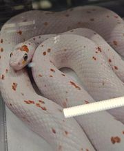Tree of Life Exotic Pet Medical Center image 5