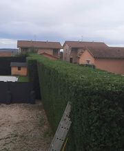 Au Respect De L'arbre image 3