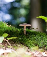 Im FriedWald Michelstadt schmückt die Natur die Gräber - zum Beispiel mit Pilzen und Sternmoos.