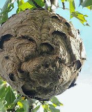 Piegeur du Marais image 6