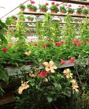 Blumen P. Gätzi Bild 1