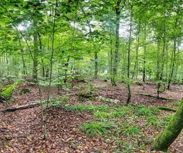 FriedWald Wiesenbach Bild 8