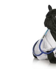 Kleintierpraxis - Dr. med. vet. Fredi Witschi